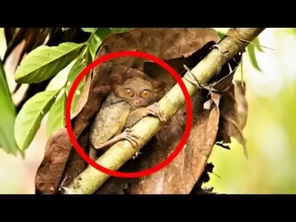 Video: MOST BIZARRE Monkey Species